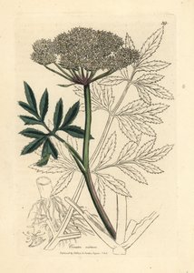 Hvitblomstret vannhemlock, Cicuta virosa av James Sowerby