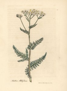 Hvitblomstret ryllik eller milfoil, Achillea millefolium av James Sowerby