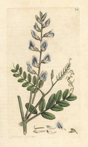 Vedvikke, Vicia sylvatica (vesce des bois) Håndfarget kobberstikk etter en illustrasjon av James Sowerby fra James Smith's English Botany, London av James Sowerby