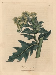 Gulblomstret svart hønebane, Hyoscyamus niger av James Sowerby
