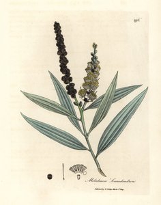 Gulblomstret cajeput-tre, Melaleuca leucadendron av James Sowerby