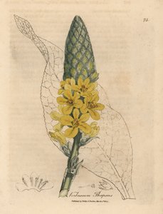 Gulblomstret stor bredbladet mullein, Verbascum thapsus av James Sowerby