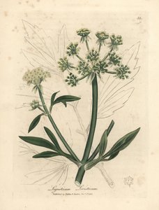 Gulblomstret løvstikke, Ligusticum levisticum av James Sowerby