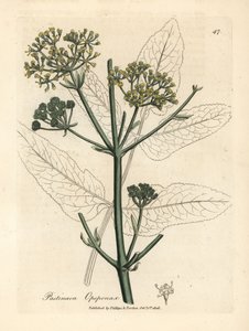 Gulblomstret opopanax eller grov pastinak, Pastinaca opopanax av James Sowerby
