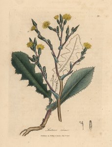Gulblomstret villsalat, Lactuca virosa
