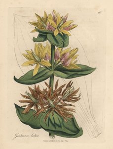 Gul gentian, Gentiana lutea av James Sowerby