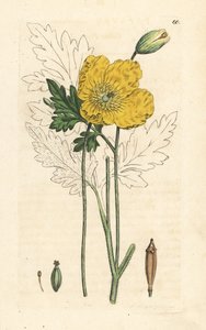 Gul eller walisisk valmue, Papaver cambricum (gul valmue). Håndfarget kobberstikk etter en illustrasjon av James Sowerby fra James Smith's English Botany, London av James Sowerby