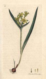 Gul stjerne fra Betlehem, Gagea lutea (Ornithogalum luteum) (gagee jaune) Håndfarget kobberstikk etter en illustrasjon av James Sowerby fra James Smith's English Botany, London