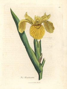 Gult vannflagg, Iris pseudocorus av James Sowerby
