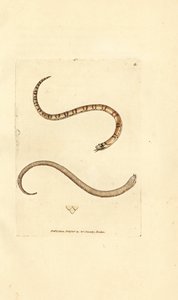 Ung glatt slange, Coronella austriaca (Dumfriesshire slange, Coluber dumfrisiensis). Håndfarget kobberstikk av James Sowerby fra The British Miscellany, eller fargede figurer av nye, sjeldne eller lite kjente dyreemner. av James Sowerby