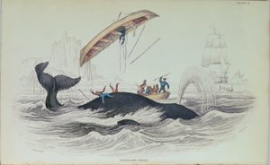 Greenland Whale, bokillustrasjon gravert av William Home Lizars (1788-1859) av James Stewart