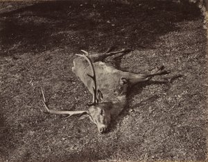 The Royal Stag, ca. 1870.