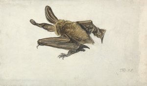 En flaggermus (blyant og akvarell på papir) av James Ward