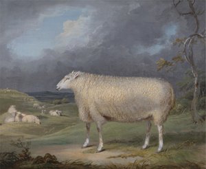 En Border Leicester Ewe av James Ward