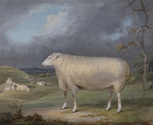 En Border Leicester-søy av James Ward