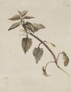 En foliated gren av James Ward