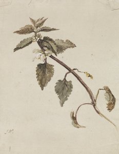 En løvet gren av James Ward