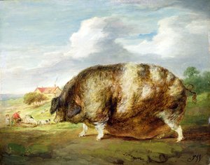 A Gloucestershire Old Spot (olje på panel) av James Ward