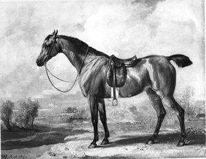 Brun jakthest av James Ward