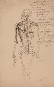 Tegning av et mannsskjelett av James Ward
