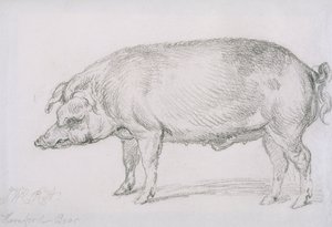 Hereford Boar, ca. 1803-04 (blyant på papir) av James Ward
