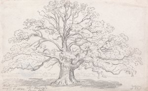 Mr. Howard's Large Oak, 5. august 1820 av James Ward