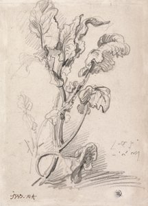 Plantestudie av James Ward