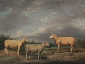 Ryelands Sheep, King's Ram, King's Ewe og Lord Somerville's Wether av James Ward