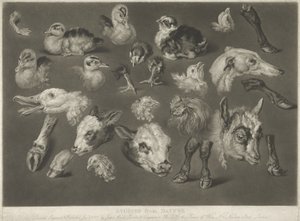 Studier fra naturen, 1807 av James Ward
