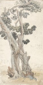 Studie av et tre av James Ward