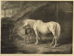 Primrose and Foal, fra Celebrated Horses, et sett med fjorten racingtrykk utgitt av kunstneren, 1823-24 av James after Ward