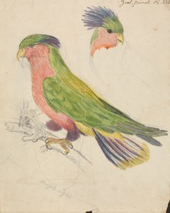 En kakadu