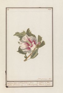 Hibiscus (Hibiscus syriacus) Althea med hvite enkeltblomster. / althea flore - hvit rett og slett. / althea en enkel hvit blomst (tittel på objekt)
