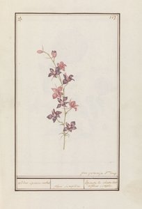 Larkspur (Consolida) ridderspore ankel. / blomst enkel. / Esperon de chevalier afluer enkel. (tittel på objekt)
