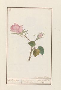 Roos (Rosa) maend Roose / Rose of all months / Rose de tous les mois (tittel på objekt)