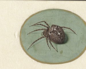 Edderkopp av Jan Augustin van der Goes