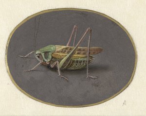 Gresshoppe Dyr (serietittel) av Jan Augustin van der Goes