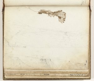Bay Saint Helena, tørket blad av Jan Brandes