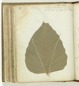 Boomblad Sint-Helena av Jan Brandes