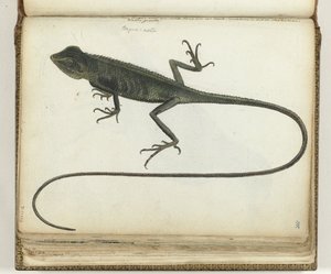 Boomhagedis av Jan Brandes