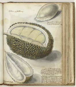 Durian av Jan Brandes