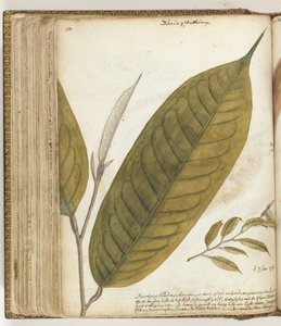 Durianblad av Jan Brandes