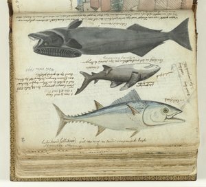 En tunfisk, en hai og en remora av Jan Brandes