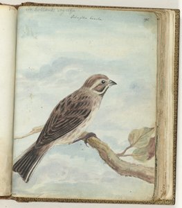 Nederlandsk fugl
