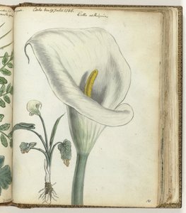 Cape arron pod av Jan Brandes