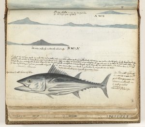 Kystprofiler av Kanariøyene. Fisk. av Jan Brandes