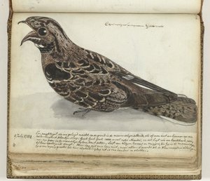 Nightjar av Jan Brandes