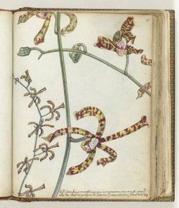 Indisk blomst 