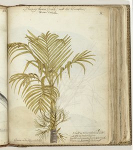 Pinangboom av Jan Brandes