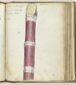 Rød sukkerrør av Jan Brandes